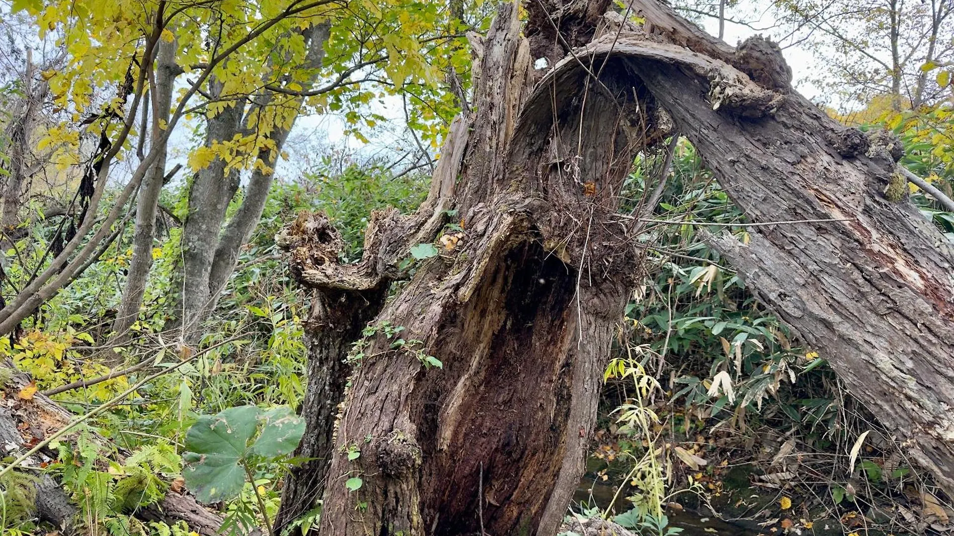Tobetsu Silent Cabin 0*,  יפן